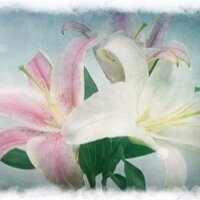 Kong_ja (@kong_nalove) 's Twitter Profile