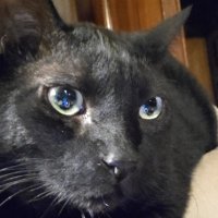 KevinMO (@kevininmo) 's Twitter Profile