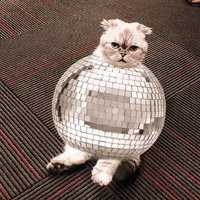tortured remus (see pinned 💸) (@remusjswift) 's Twitter Profile