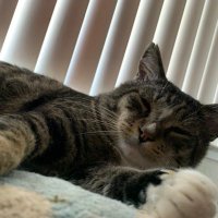 Onchaincat (@onchaincat) 's Twitter Profile