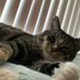 Onchaincat (@onchaincat) Twitter profile photo Onchaincat (@onchaincat) Twitter profile photo