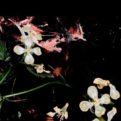 The London Magazine, The Marrow International Poetry, Meniscus, The Cormorant, New Australian Fiction 2022, Granta, The Saturday Paper, Island