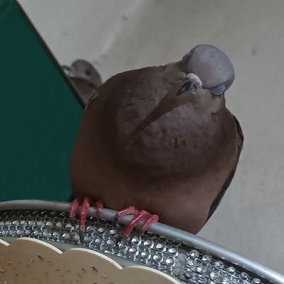 2305Jsa's profile picture. 24|🐕🪷🌌