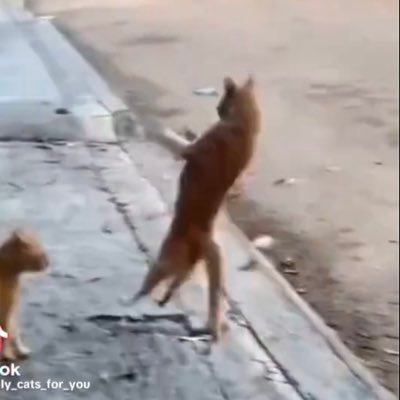 SlideCancelCat's profile picture. 🔥$SCC - SlideCancelCat Official🔥 *The meme coin that dodges rugpulls like a pro gamer!" Join the army of degens, gamers, and cat lovers sliding to the moon.