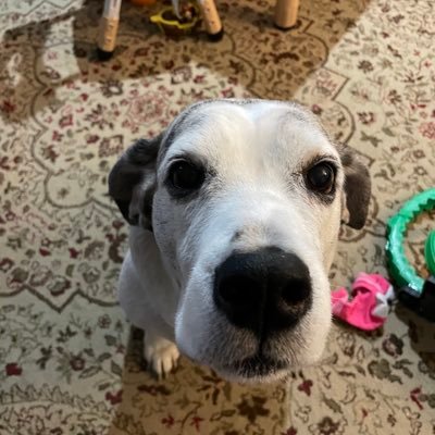CVan20141272's profile picture. Retired Military spouse, Proud AF Mom!