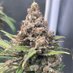 Weedman Heavy (@weedmanheavy) Twitter profile photo Weedman Heavy (@weedmanheavy) Twitter profile photo