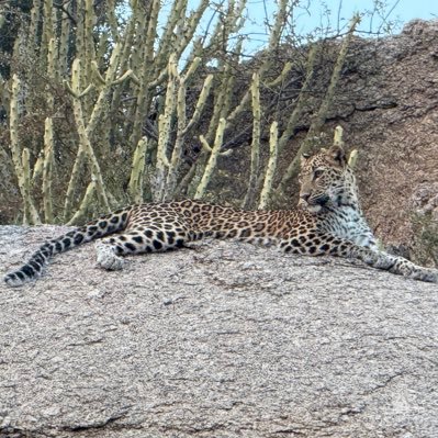 JAWAI SAFARI & RESORT BOOKING DM FOR MORE INFORMATION 9785146956