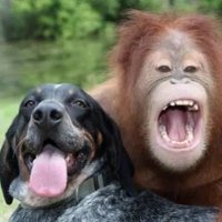 Nature is Amazing π (@naturallamazing) 's Twitter Profile