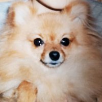 gelde35 restart (@gelde582753) 's Twitter Profile