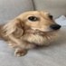lia (@poudorito) Twitter profile photo lia (@poudorito) Twitter profile photo