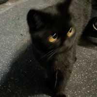 e (@valo_baby0) 's Twitter Profile