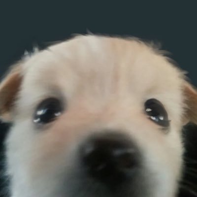lost dog 🐾さんのプロフィール画像