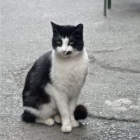 Üreticilere Karşı Pati Dostları Platformu (@uretimsomurudur) Twitter profile photo