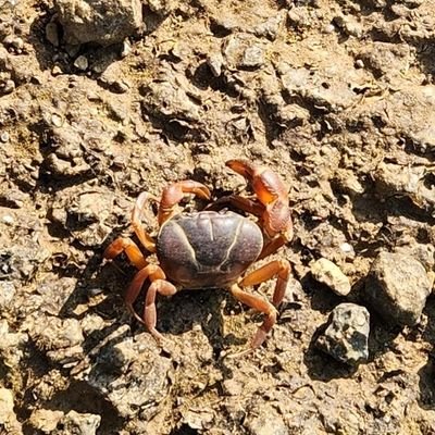 Aamcrab's profile picture. Average human on a blue planet 🌎 Learning. Observing. Sharing thoughts.