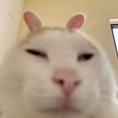 koi_9p's profile picture. 