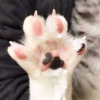 どるふ (@itachichanno) 's Twitter Profile