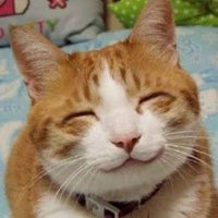 三毛猫♥ (@goudasaburou) Twitter profile photo