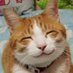 三毛猫♥ (@goudasaburou) Twitter profile photo 三毛猫♥ (@goudasaburou) Twitter profile photo