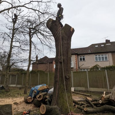 Kings Cuts Tree Services Ltd Profile