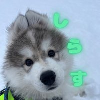 しらすくん🦖 (@samosky_shirasu) 's Twitter Profile