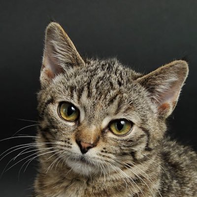 noob_tuber152's profile picture. 