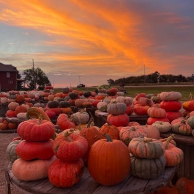 AmySolsma's profile picture. ~just a chick out standing in her field.