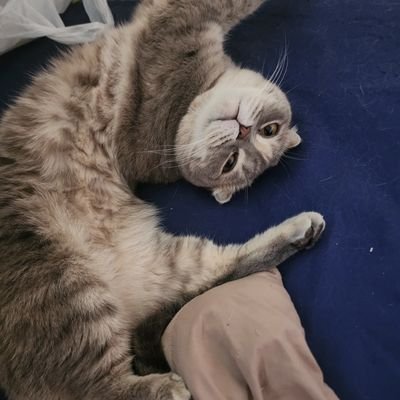 sasicbzz's profile picture. 