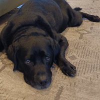 Good Boy (@graveyrobber) 's Twitter Profile