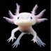 Tom Schneider (@axolotl134) Twitter profile photo Tom Schneider (@axolotl134) Twitter profile photo