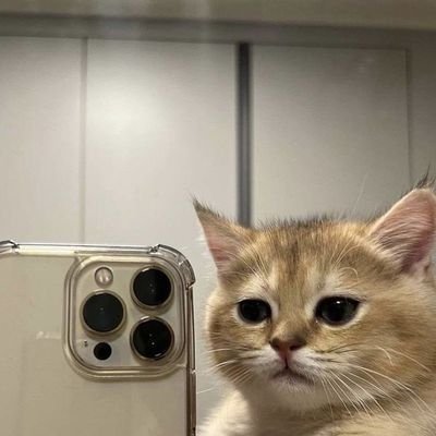 catmiaumiauh's profile picture. 