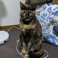 さび猫ボボちゃん (@singodesuyo1) 's Twitter Profile Photo さび猫ボボちゃん (@singodesuyo1) 's Twitter Profile Photo