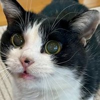 及川俊哉 (@m31oikawap) 's Twitter Profile