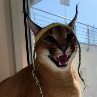 SirFl0ppa (@s1rfloppa) 's Twitter Profile