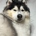 it is what it is. (@loviaticus) Twitter profile photo it is what it is. (@loviaticus) Twitter profile photo