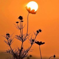 manish🚩 (@manish__4bjp) 's Twitter Profile