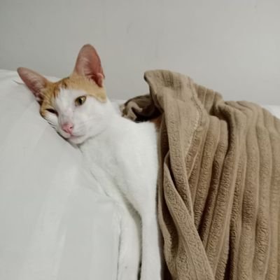 M_Alaqsaa's profile picture. keep praying to Allah to change life much better ❤️