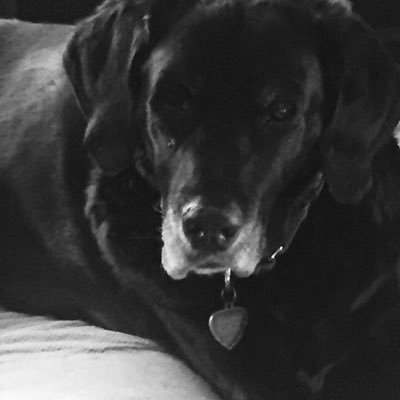 both_dawn's profile picture. Army brat, Gerontologist, Golden Retriever mother, rescue/foster cat/dog mom. adopt don’t shop.