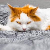 ハートケア🐾💞😻 (@douxiao9244) 's Twitter Profile
