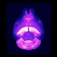Nonaka Research Group (@nonaka_group) 's Twitter Profile