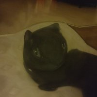 Leace (@leace69) 's Twitter Profile