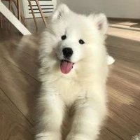 🐶ིྀ (@ntnc_kf) 's Twitter Profile