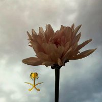 مدى الرشيدي (@3m_ada) 's Twitter Profile