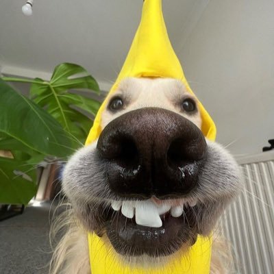 BANANANADOGSOL's profile picture. WE WILL DO SOMETHING BIG