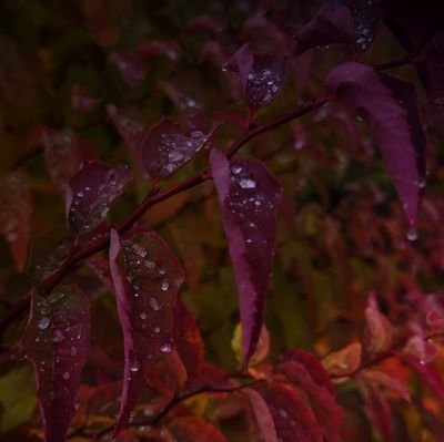 _Itariel_'s profile picture. I draw animals and magical creatures