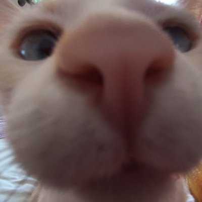 gutocz's profile picture. FLAMENGO!
web developer