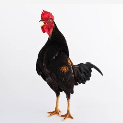 TalismanUK's profile picture. 