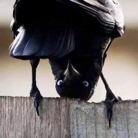 Thia Crow (@cynthiagiu54783) 's Twitter Profile
