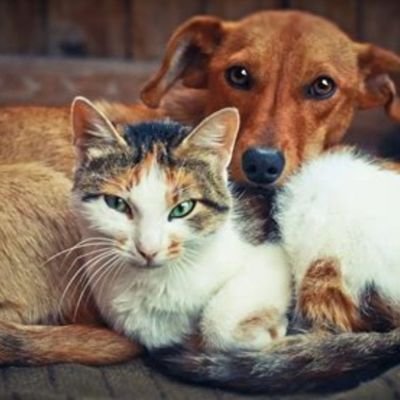 Christian ✝️ Psalm 91, Pro life🤱
👼🥰😇
💫🙏Plz Adopt Shelter & Stray animals 🐕 🐈. 🇺🇸🇺🇸🇺🇸Patriot 🇺🇸 🇺🇸
HAPPILY MARRIED❣️ absolutely NO DMs👈