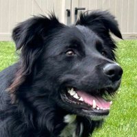 Audie Bear (@audieb95230) 's Twitter Profile