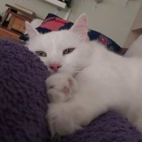 kuzu (@fluffykuzu) 's Twitter Profile Photo